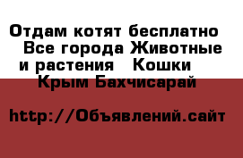 Отдам котят бесплатно  - Все города Животные и растения » Кошки   . Крым,Бахчисарай